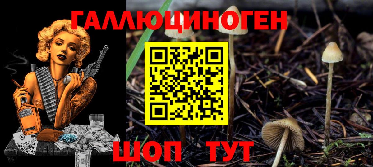 Псилоцибиновые грибы Cubensis Калуга